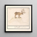 Renne Rangifer tarandus - Anselmus Botius de Boodt — gerahmtes Bild an der Wand