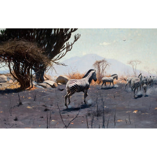 Reproduction Zèbres - Wilhelm Kuhnert