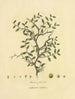 Libyscher Lotus — Richard Duppa — dorniger Strauch mit Blättern, Blüten und Früchten