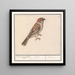 Ringmus Passer montanus - Anselmus Botius de Boodt — gerahmtes Bild an der Wand