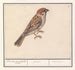 Ringmus Passer montanus - Anselmus Botius de Boodt — Ansicht des Kunstwerks