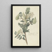 Asclepias cancellata oder Gomphocarpus cancellatus Burmf Bruyns, Kap-Asclepias oder Baumwolle - Robert Jacob Gordon — gerahmtes Bild an der Wand
