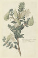 Asclepias cancellata oder Gomphocarpus cancellatus Burmf Bruyns, Kap-Asclepias oder Baumwolle - Robert Jacob Gordon — Ansicht des Kunstwerks
