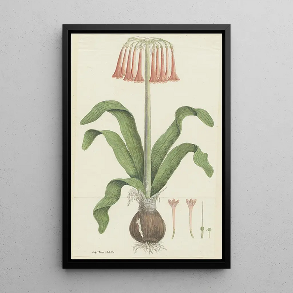 Cyrtanthus carneus Lindl, Lys des Sands - Robert Jacob Gordon — gerahmtes Bild an der Wand