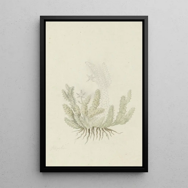 Duvalia caespitosa Masson, Asclépiade de Haw - Robert Jacob Gordon — gerahmtes Bild an der Wand