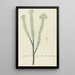 Euryops lateriflorus Lf DC, Gummibaum des Kaps - Robert Jacob Gordon — gerahmtes Bild an der Wand
