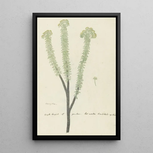 Euryops lateriflorus Lf DC, Gummibaum des Kaps - Robert Jacob Gordon — gerahmtes Bild an der Wand