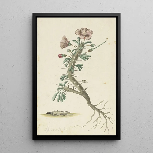 Geranium spinosum - Robert Jacob Gordon — gerahmtes Bild an der Wand