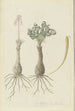 Gethyllis lanuginose Marloth, Gethyllis villosa, Kukumakranka - Robert Jacob Gordon — Ansicht des Kunstwerks