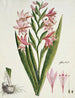Gladiolus carneus D. Delarochev Belle-dame - Robert Jacob Gordon — Ansicht des Kunstwerks