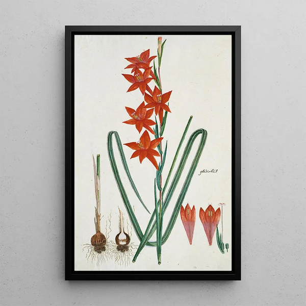 Gladiolus watsonius Thunb, Watsonia hysterantha - Robert Jacob Gordon — gerahmtes Bild an der Wand