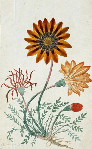 Robert Jacob Gordon - Gorteria diffusa.webp