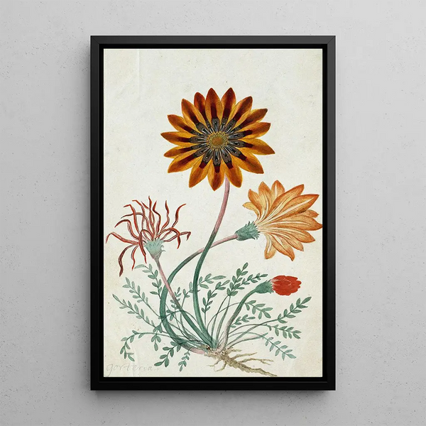 Gorteria diffusa - Robert Jacob Gordon — gerahmtes Bild an der Wand