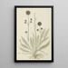 Hermas igniaria ou Hermas gigantea Tontelblaar - Robert Jacob Gordon — gerahmtes Bild an der Wand