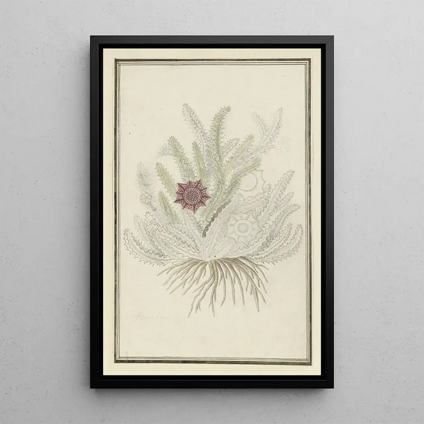 Huernia guttata Masson Haw Stapelia guttata - Robert Jacob Gordon — gerahmtes Bild an der Wand