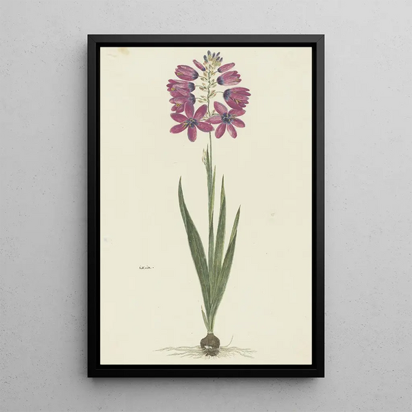 Ixia lutea Eckl var ovata - Robert Jacob Gordon — gerahmtes Bild an der Wand