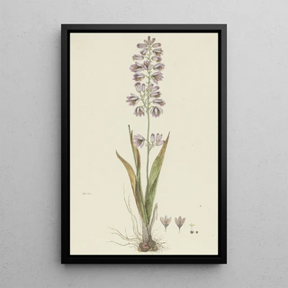 Robert Jacob Gordon - Ixia polystachya L Cornlily.webp