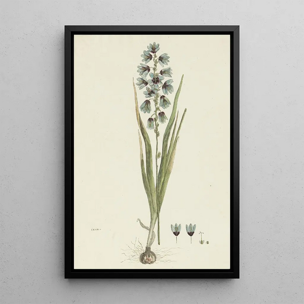 Ixia viridiflora Lam - Robert Jacob Gordon — gerahmtes Bild an der Wand