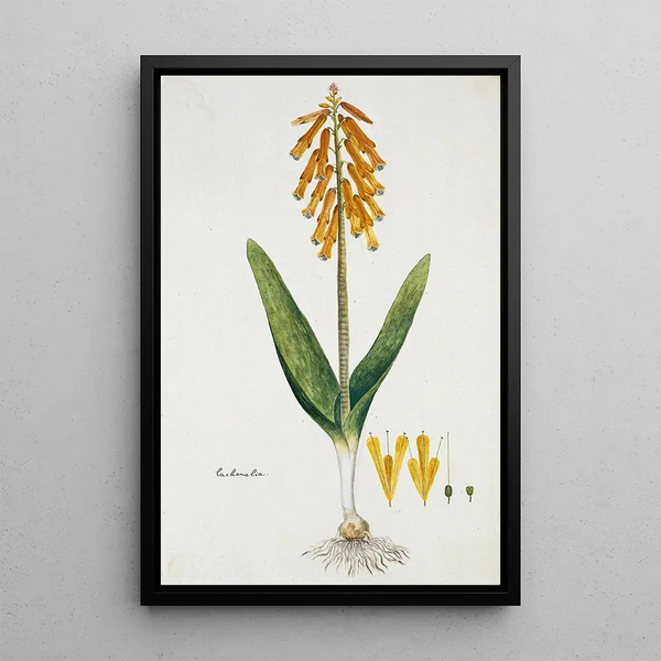 Lachenalia aloides Lf Engl var aurea Fleur d'opale - Robert Jacob Gordon — gerahmtes Bild an der Wand