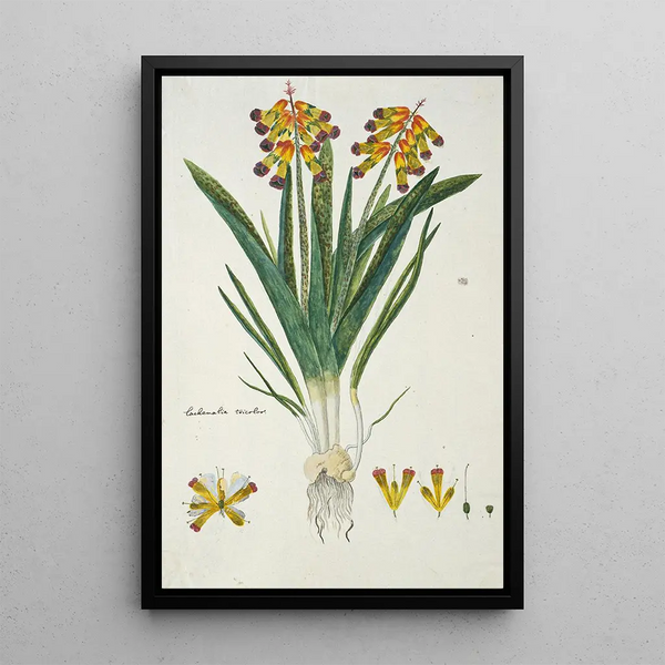 Lachenalia aloides Lf Engl var quadricolor Fleur d'opale - Robert Jacob Gordon — gerahmtes Bild an der Wand