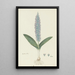 Lachenalia mediana Jacq - Robert Jacob Gordon — gerahmtes Bild an der Wand