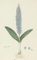 Lachenalia mediana Jacq - Robert Jacob Gordon — Ansicht des Kunstwerks
