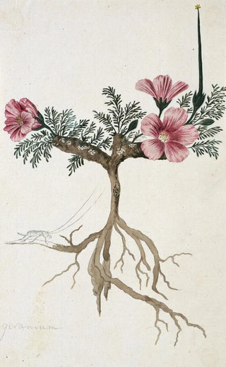 Robert Jacob Gordon - Monsonia multifidum EMey ex Kunth met een insect.webp