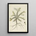 Monsonia patersonii oder Monsonia sp - Robert Jacob Gordon — gerahmtes Bild an der Wand