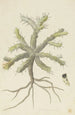 Monsonia patersonii oder Monsonia sp - Robert Jacob Gordon — Ansicht des Kunstwerks