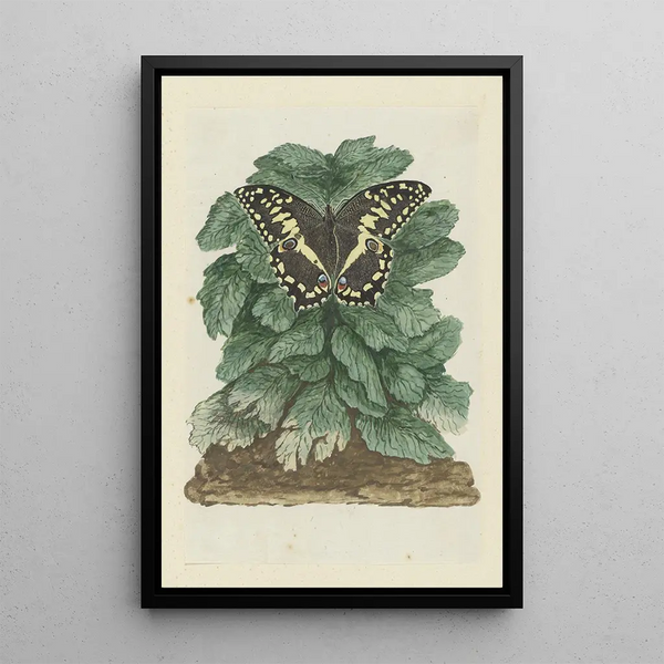 Papilio demodocus Weihnachts-Schmetterling auf einer unbekannten Pflanze - Robert Jacob Gordon — gerahmtes Bild an der Wand