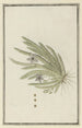 Stapelia paniculata Willd Kleine Sternfischblume - Robert Jacob Gordon — Ansicht des Kunstwerks