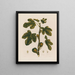Ficus Le Figuier - Robert John Thornton — gerahmtes Bild an der Wand