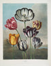 Ein Tulpenhaufen - Robert John Thornton — Ansicht des Kunstwerks
