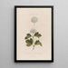 Ein pflanzliches Monster Spiraea opulifolia oder Johannisbeerblätter-Viburnum - Robert John Thornton — gerahmtes Bild an der Wand
