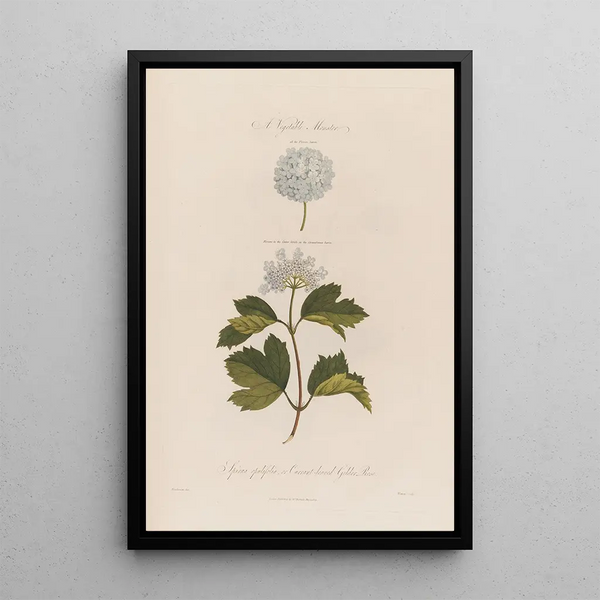 Ein pflanzliches Monster Spiraea opulifolia oder Johannisbeerblätter-Viburnum - Robert John Thornton — gerahmtes Bild an der Wand