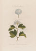 Ein pflanzliches Monster Spiraea opulifolia oder Johannisbeerblätter-Viburnum - Robert John Thornton — Ansicht des Kunstwerks