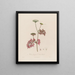 Aethusa cynapium ou Persil des Fous - Robert John Thornton — gerahmtes Bild an der Wand