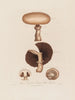 Agaricus campestris ou champignon de champ - Robert John Thornton — Ansicht des Kunstwerks