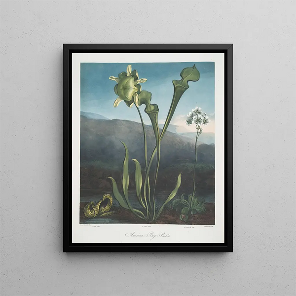 Pflanzen der amerikanischen Sümpfe I Pothos fétide II Purpurpflanze III Venusfliegenfalle - Robert John Thornton — gerahmtes Bild an der Wand