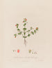 Anagallis arvensis oder Glas eines alten Mannes - Robert John Thornton — Ansicht des Kunstwerks