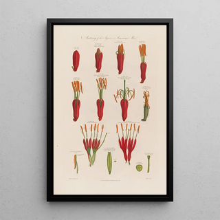 Robert John Thornton - Anatomy of the Agave or the American Aloe.webp