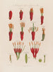 Anatomie de l'Agave ou Aloe américain - Robert John Thornton — Ansicht des Kunstwerks