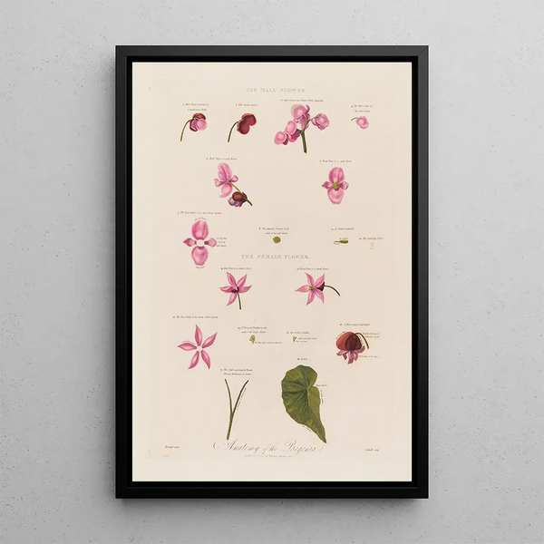 Robert John Thornton - Anatomy of the Begonia.webp