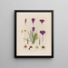 Anatomie des Krokus - Robert John Thornton — gerahmtes Bild an der Wand