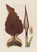 Anatomie de l'Arum dragon Une plante toxique - Robert John Thornton — Ansicht des Kunstwerks