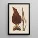 Anatomie de l'Arum dragon Une plante toxique - Robert John Thornton — gerahmtes Bild an der Wand