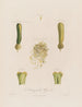 Anatomie der Hyazinthe - Robert John Thornton — Ansicht des Kunstwerks