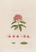 Anatomie des Kalmia - Robert John Thornton — Ansicht des Kunstwerks