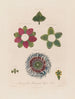 Anatomie der quadrangulären Passionsblume - Robert John Thornton — Ansicht des Kunstwerks