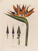 Anatomie de la fleur reine - Robert John Thornton — Ansicht des Kunstwerks